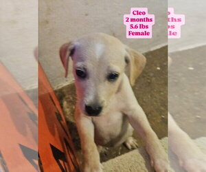 Chihuahua-Labrador Retriever Mix Dogs for adoption in Virginia Beach, VA, USA