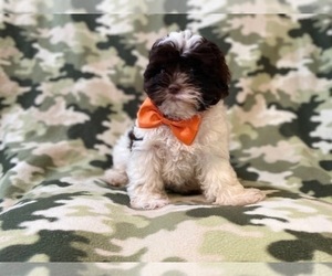 ShihPoo Puppy for sale in LAKELAND, FL, USA