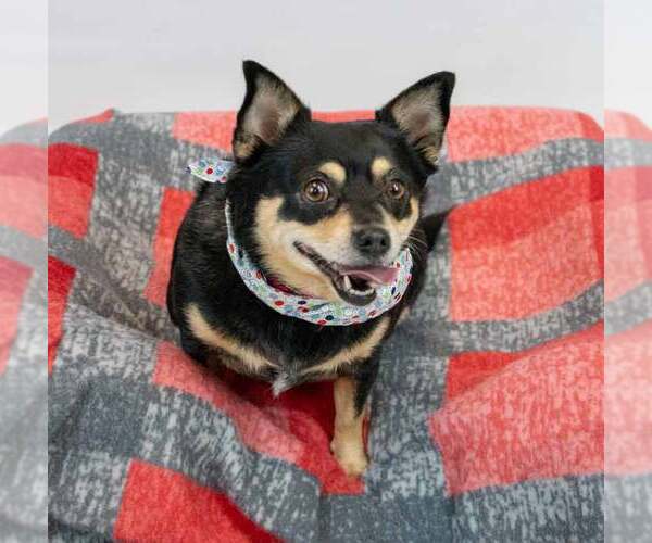 Medium Photo #4 Chihuahua Puppy For Sale in Kennesaw, GA, USA