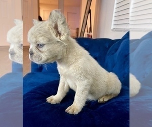 French Bulldog Puppy for sale in WEST HOLLYWOOD, CA, USA