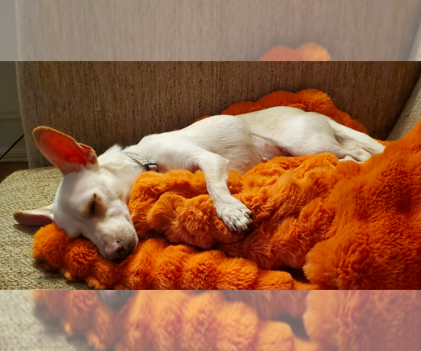 Medium Photo #6 Chihuahua Puppy For Sale in Brooklyn Center, MN, USA