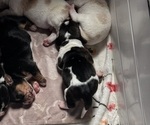 Puppy AKC Lil Girl 1 Basset Hound
