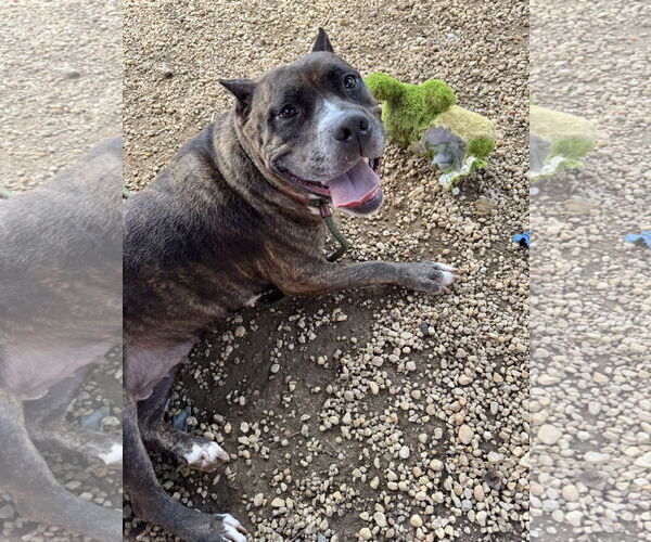 Medium Photo #51 Mutt Puppy For Sale in Philadelphia, PA, USA