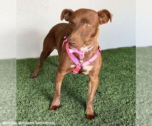 Canela - Female Chocolate Labrador retriever-Unknown Mix Dog for Adoption - Photo #2