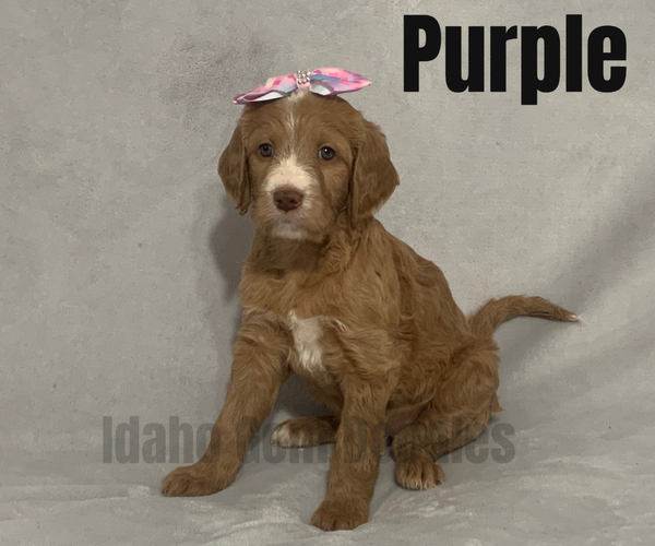 Medium Photo #7 Goldendoodle Puppy For Sale in HOMEDALE, ID, USA