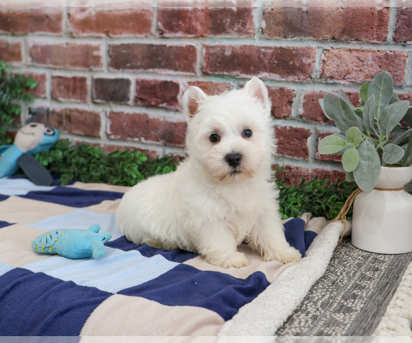 Medium Photo #1 West Highland White Terrier Puppy For Sale in SYRACUSE, IN, USA