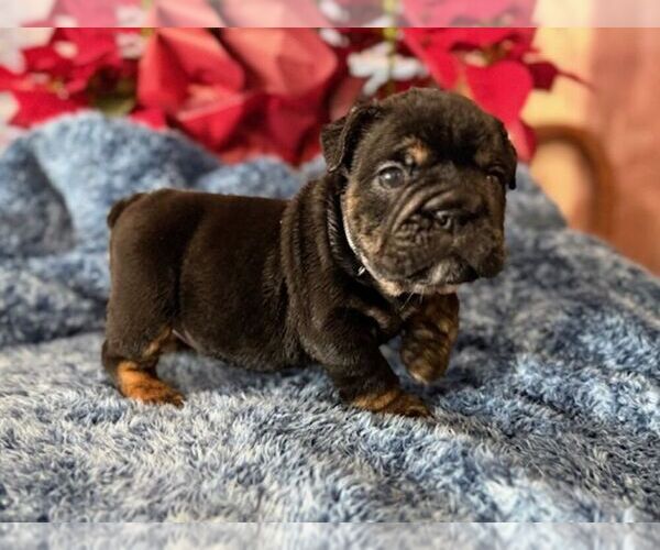 Medium Photo #7 English Bulldog Puppy For Sale in OOLOGAH, OK, USA
