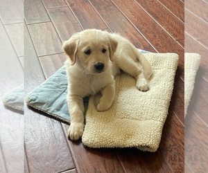 Golden Retriever Puppy for sale in FORT WORTH, TX, USA
