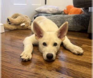 Mutt Dogs for adoption in Brooklyn, NY, USA
