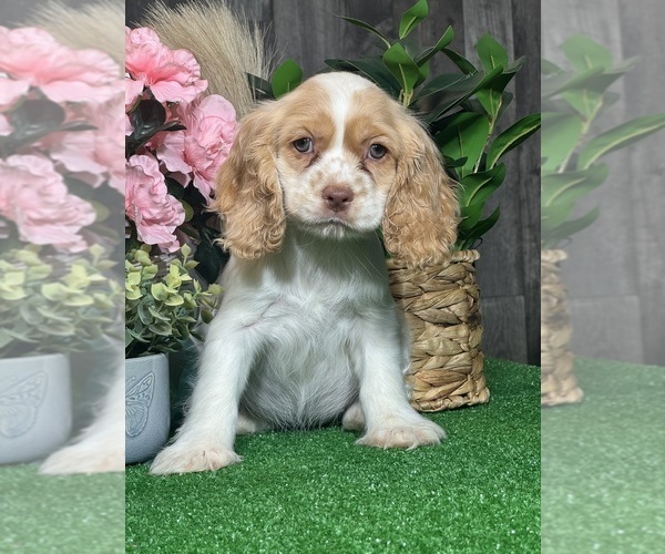 Medium Photo #1 Cocker Spaniel Puppy For Sale in CANOGA, NY, USA