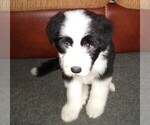 Puppy 2 Bearded Collie