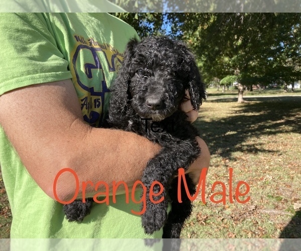 Medium Photo #1 Poodle (Standard) Puppy For Sale in LOWELL, AR, USA
