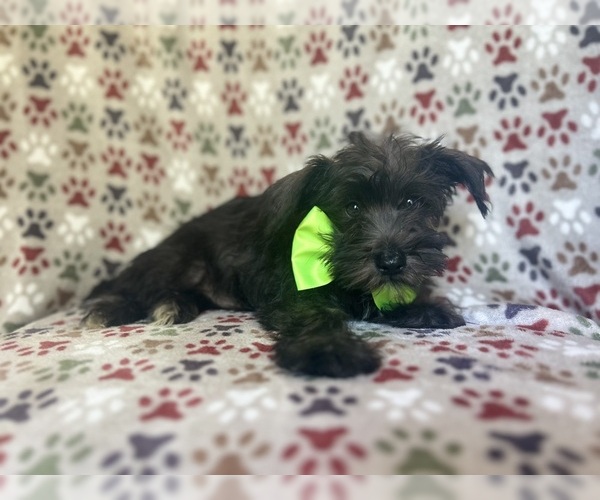 Medium Photo #5 Schnauzer (Miniature) Puppy For Sale in LAKELAND, FL, USA