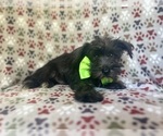 Small #4 Schnauzer (Miniature)