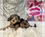 Ally Mae - Female Bernedoodle (Miniature) (+ Poodle Miniature) Puppy for Sale - Photo #3