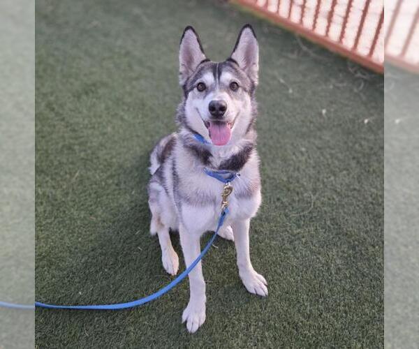 Medium Photo #1 Siberian Husky-Unknown Mix Puppy For Sale in Las Vegas, NV, USA