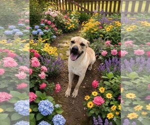 Black Mouth Cur Dogs for adoption in Fairfield, IL, USA