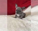 Puppy Puppy 11 French Bulldog
