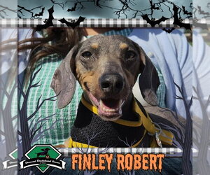 Dachshund Dogs for adoption in San Antonio, TX, USA