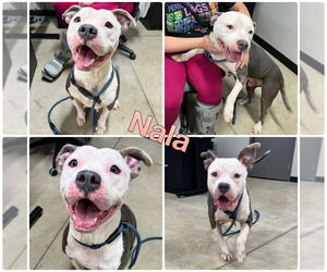 American Staffordshire Terrier Dogs for adoption in Pierceton , IN, USA