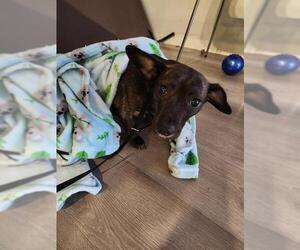 Mutt Dogs for adoption in San Antonio, TX, USA