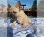 Small French Bulldog