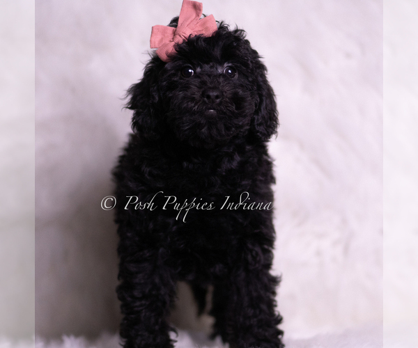 Medium Photo #41 Goldendoodle (Miniature) Puppy For Sale in WARSAW, IN, USA