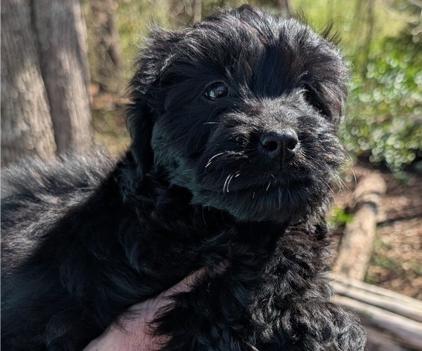 Medium Photo #3 Boykin Spaniel-Goldendoodle Mix Puppy For Sale in MORGANTON, NC, USA