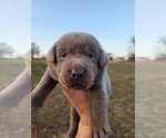 Small #5 Labrador Retriever