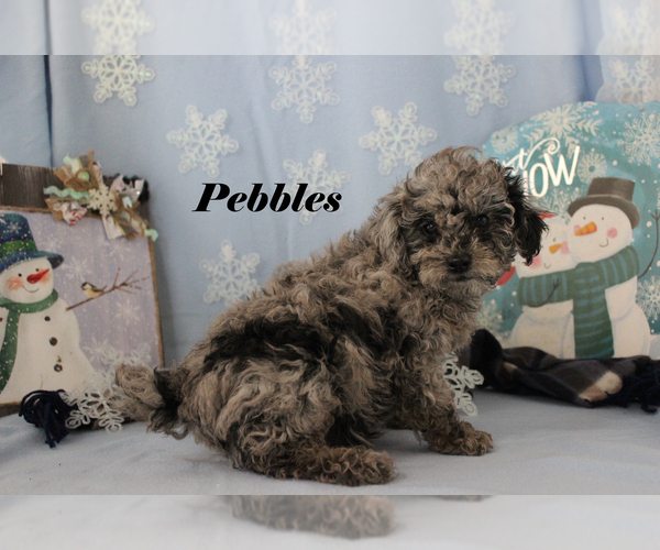 Medium Photo #13 Poodle (Toy) Puppy For Sale in CHANUTE, KS, USA