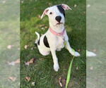 Small #4 American Staffordshire Terrier-Labrador Retriever Mix