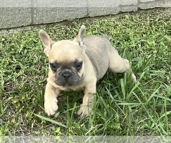 Medium Photo #4 French Bulldog Puppy For Sale in SEBRING, FL, USA