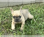 Small Photo #4 French Bulldog Puppy For Sale in SEBRING, FL, USA