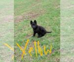 Small Photo #4 German Shepherd Dog Puppy For Sale in HEGINS, PA, USA