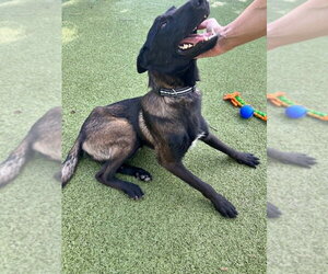 Onyx - Located in KS - Male Mutt Dog for Adoption - Photo #2