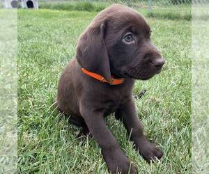 Labrador Retriever Puppy for sale in DAYTON, VA, USA