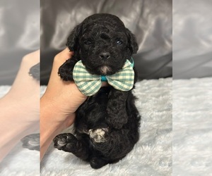 Poodle (Toy) Puppy for sale in CAMPBELLSVILLE, KY, USA