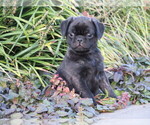 Small Photo #1 Jug Puppy For Sale in MOUNT SOLON, VA, USA