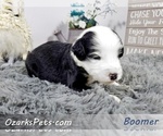 Small Photo #3 Sheepadoodle Puppy For Sale in CEDAR GAP, MO, USA