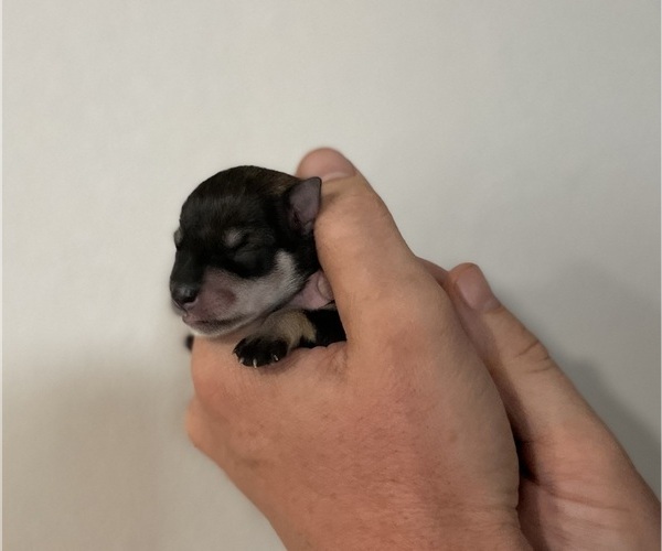 Medium Photo #2 Schnauzer (Miniature) Puppy For Sale in RICHLAND, WA, USA