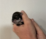 Small #1 Schnauzer (Miniature)