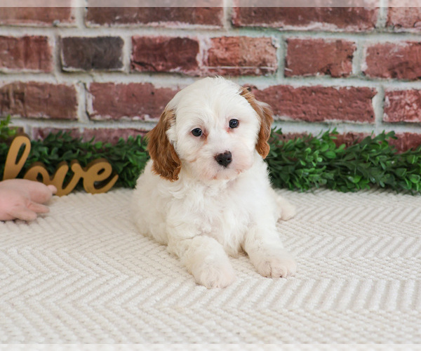 Medium Photo #8 Cavapoo (Miniature) Puppy For Sale in SYRACUSE, IN, USA