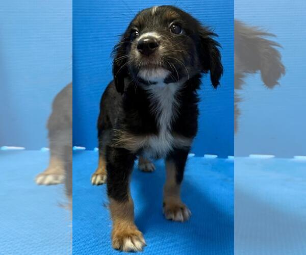 Medium Photo #2 Australian Retriever Puppy For Sale in Virginia Beach, VA, USA