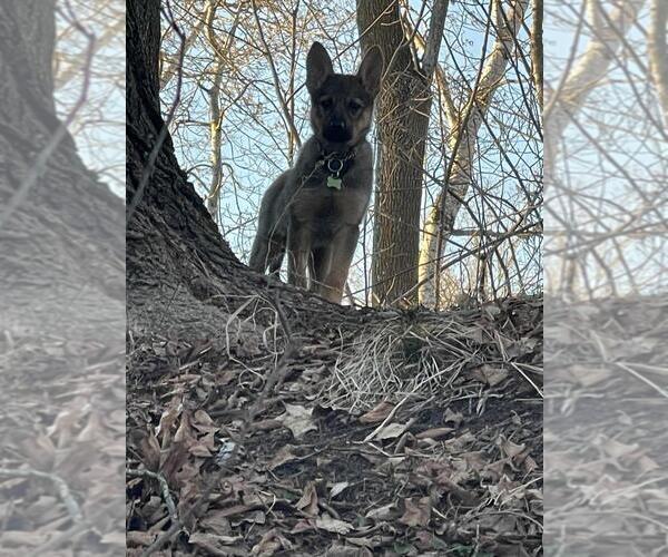 Medium Photo #4 Mutt Puppy For Sale in Andover, MN, USA