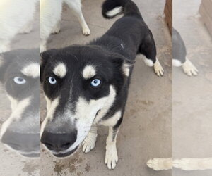 Mike - Male Siberian Husky Dog for Adoption - Photo #4