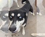 Small #3 Siberian Husky