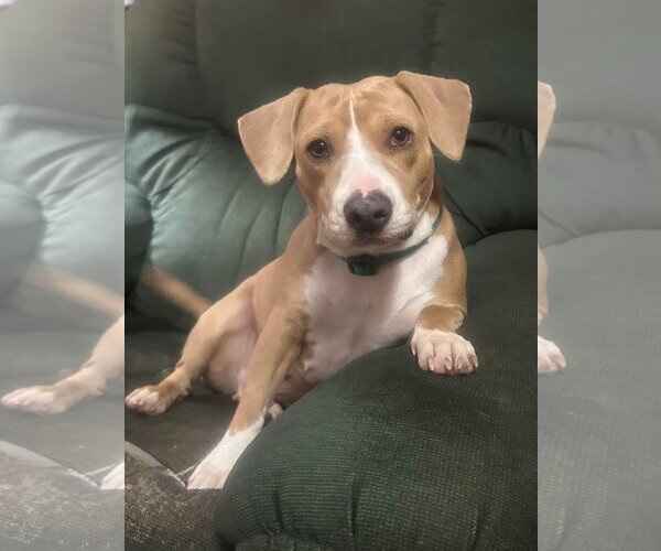 Medium Photo #3 Beagle-Unknown Mix Puppy For Sale in Ocean Springs, MS, USA