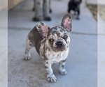 Small Photo #3 French Bulldog Puppy For Sale in PHELAN, CA, USA