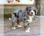 Small #3 Bernedoodle (Miniature)