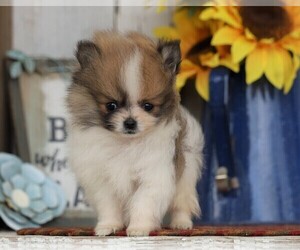 Pomeranian Puppy for sale in FREDERICKSBG, OH, USA